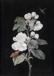 Fleurs de pommier avec papillons